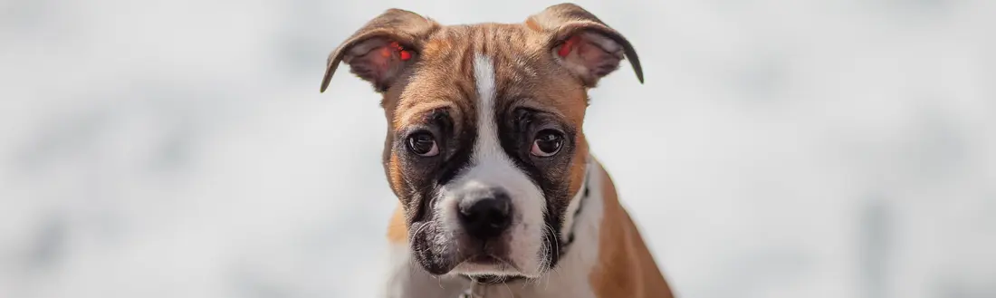 Cremación colectiva de mascotas