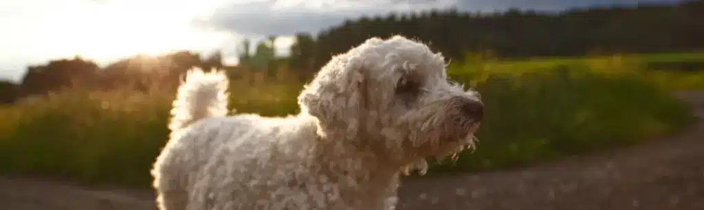 Cremación colectiva de mascotas