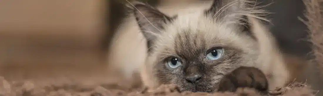 Cremación individual de mascotas