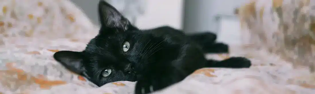 Eutanasia para Mascotas