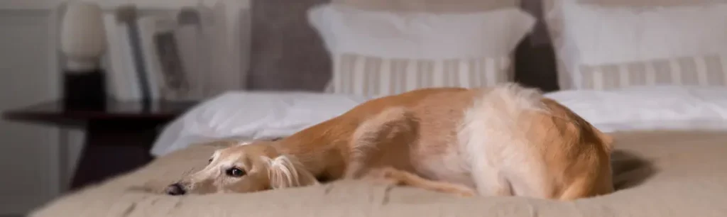 Eutanasia para Mascotas