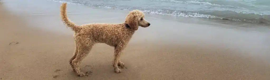 Eutanasia para Mascotas