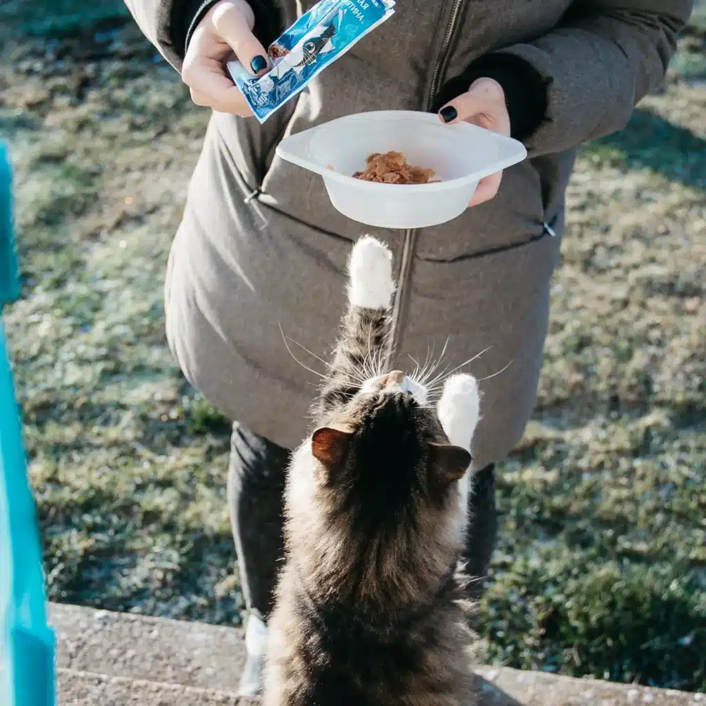 Impresiones de huellas para gatos