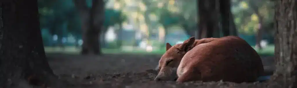 Recogida y Transporte para la Cremación de Mascotas