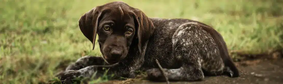 Recogida y Transporte para la Cremación de Mascotas