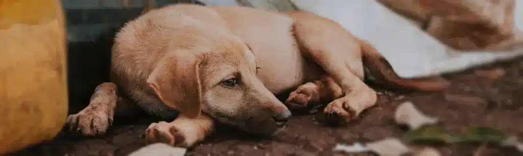 Recogida y Transporte para la Cremación de Mascotas
