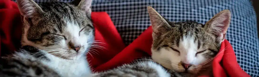 Precio Cremación Colectiva