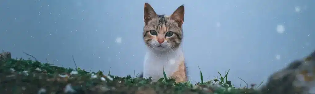 Precio Cremación Gatos
