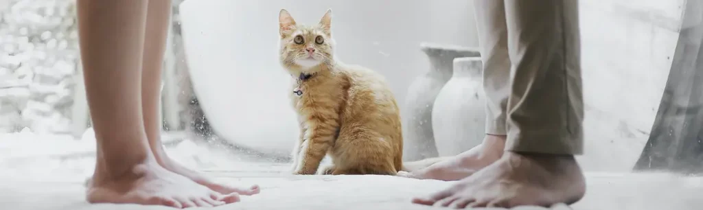 Precio Cremación Gatos