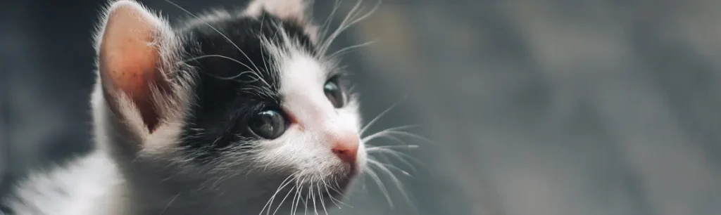 Precio Cremación Gatos