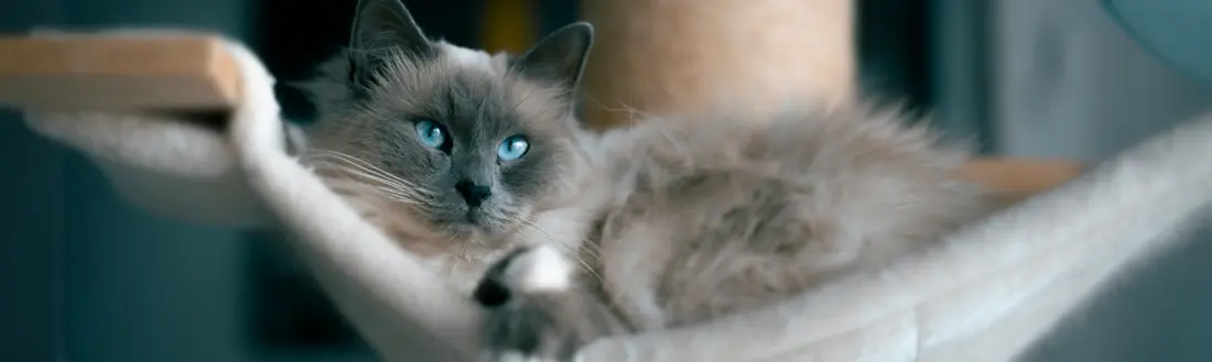 Precio Cremación Gatos