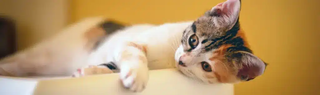Precio Cremación Gatos
