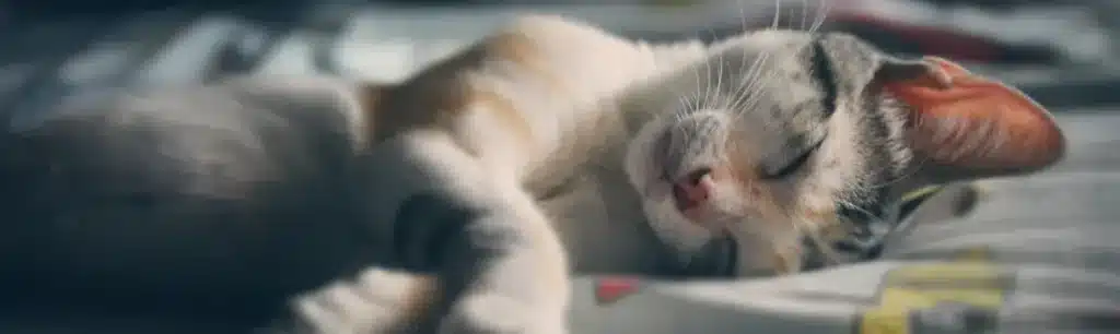 Precio Cremación Gatos