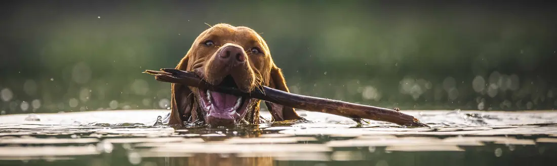 Precio cremación perros