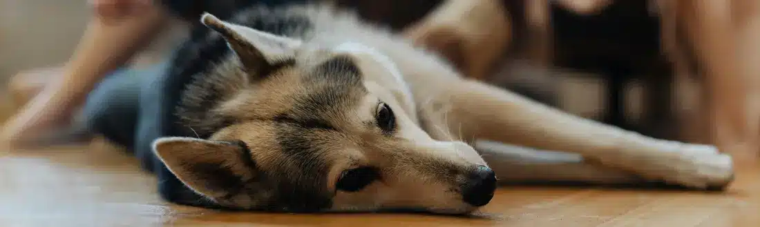 Precio cremacion individual