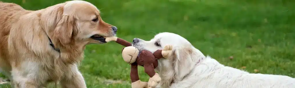 Elegir crematorio para mascota