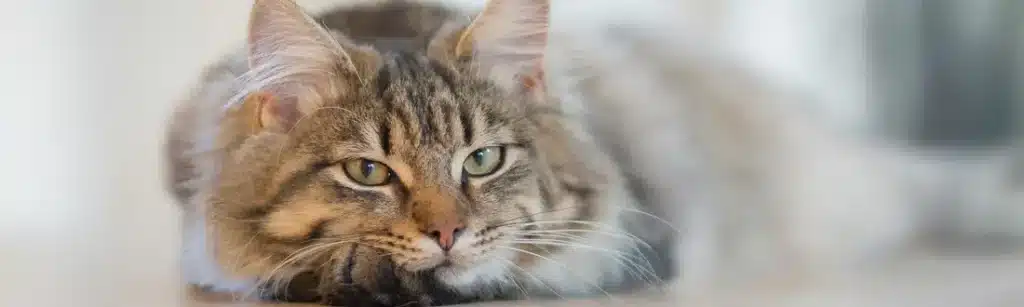 frases de despedida para gatos