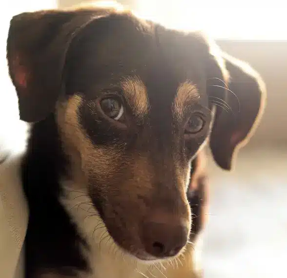Frases para mascota