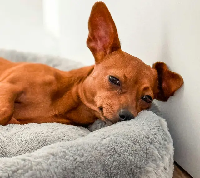 Frases para despedir a tu mascota