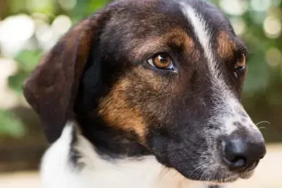 ¿Cómo superar la muerte de un perro?