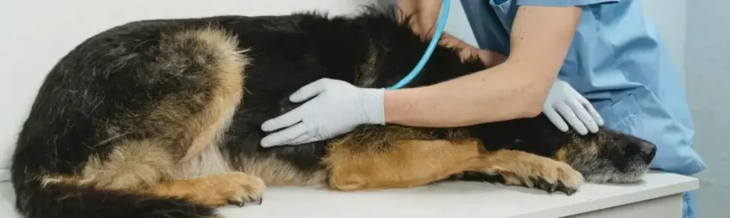 Cuidados para perros mayores