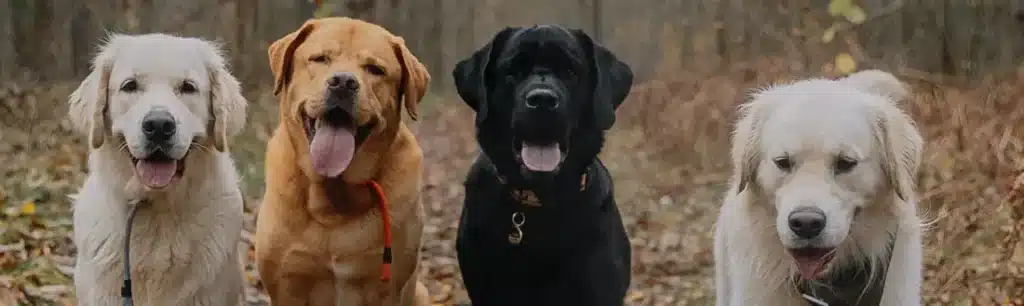Cuidados para perros mayores