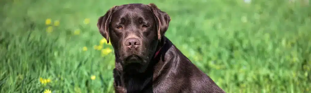 Servicios funerarios para mascotas
