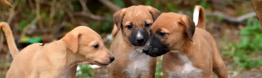 Crematorios de mascotas gratis