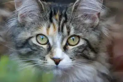 Crematorios de mascotas gratis