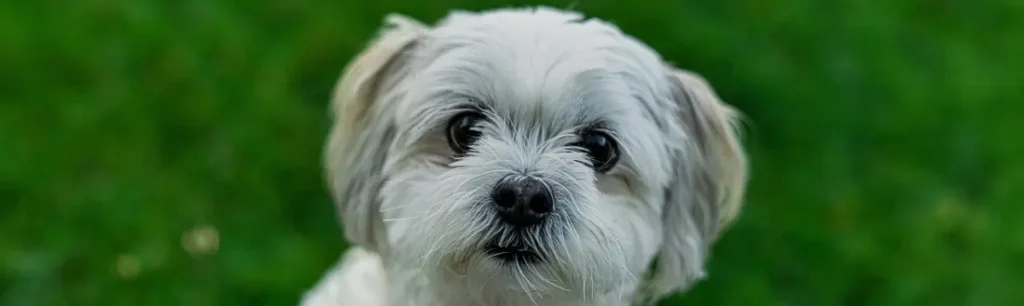 Aspectos legales sobre la cremación de mascotas en México