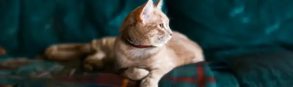 ¿Cómo superar la muerte de un gato?