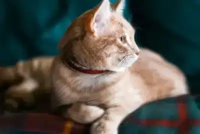 ¿Cómo superar la muerte de un gato?